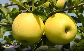 تصویر 1 از سیب دستچین شده با ظاهر یکنواخت مناسب ویترین های حرفه ای